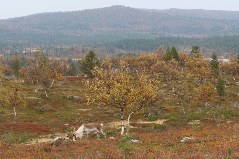 Kaksi poroa Appistunturin ruskamaisemissa