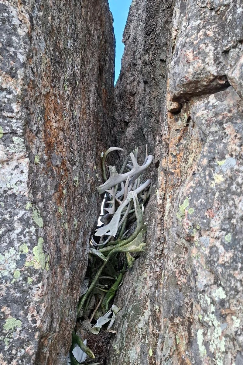 Seitakivelle tuodaan yhä poron luita