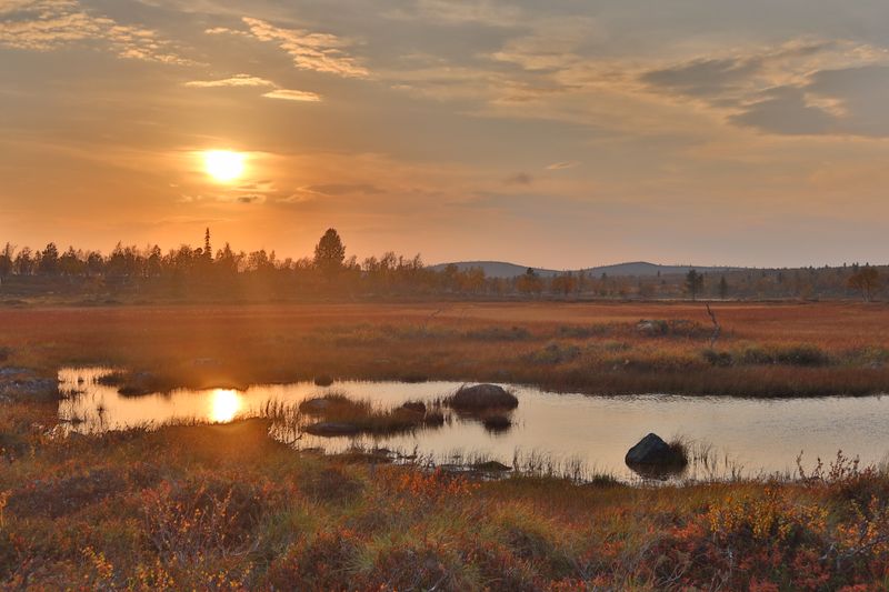 Suota Hammasjärven tuntumassa. Tämä maisema toi mieleeni savannin.